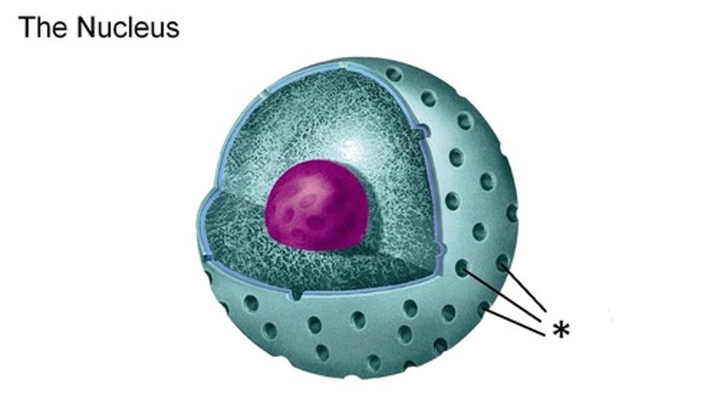 <p>holes in the nuclear envelope that are globular and filamentous proteins; they prevent DNA from leaving but permits RNA to be moved out; allow the nucleus direct contact with the endoplasmic reticulum</p>