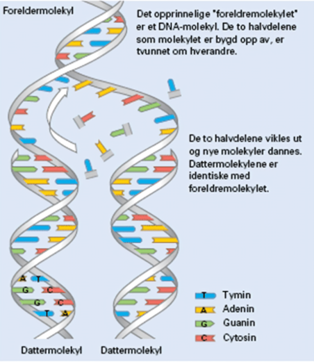   

1: Et enzym klipper opp de svake bindingene mellom baseparene slik at DNA-molekylet åpner seg på langs.

2: Begge de to halvdelene blir bygget opp igjen ved at et annet enzym fester byggesteiner som passer til de to halvdelene.  

  

Byggesteinene består av et sukkermolekyl, fosformolekyl og en base.  

Da vil A bindes til T og C til G helt til vi får to like DNA- molekyler (to like DNA dobbelttråder). 

De to nye molekylene kalles også kromosomkopier.  