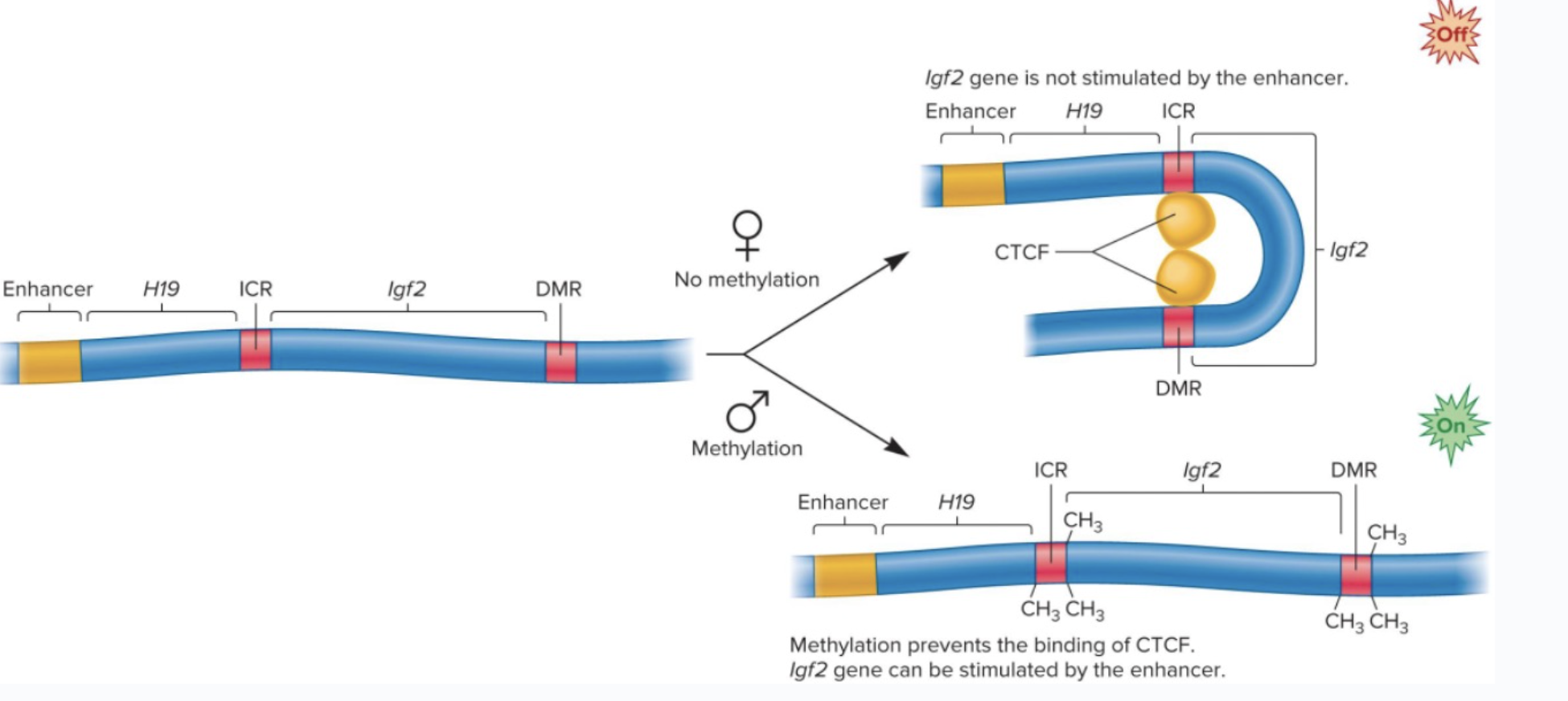 <ul><li><p>Genomic imprinting</p><ul><li><p>offspring expresses copy from only one parent</p></li></ul></li><li><p>X-chromosome inactivation</p><ul><li><p>in a random manner, Tsix transc. continues. on one X chromosome, and Xist continues on other which causes Barr body formation</p></li></ul></li><li><p>Epigenetic changes occur during embryonic development that are remembered during subsequent cell divisions&nbsp;</p></li></ul><p></p>