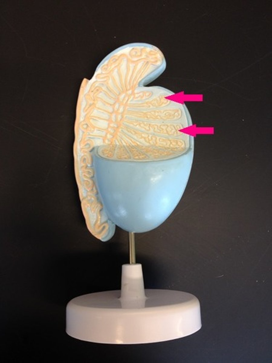 <p>Tubules within the testes where sperm production occurs.</p>