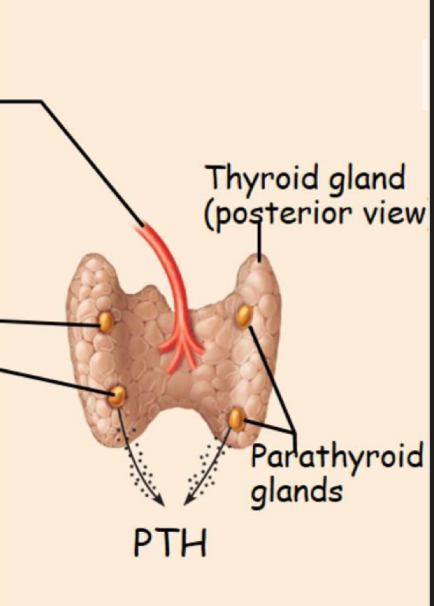 <p>Hormones release caused by altered levels of certain critical ions/nutrients (O2, Na+, K+, Ca2+)</p><p>Stimulus: low concentration of Ca2+ in capillary blood</p><p>Response: PARATHYROID GLANDS</p><ul><li><p>secrete parathyroid hormone (PTH) which increases blood Ca2+</p></li></ul><p></p>