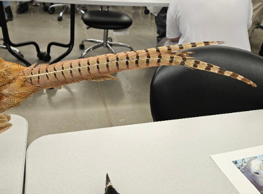 <p>the middle rectrices are much longer than the others </p>