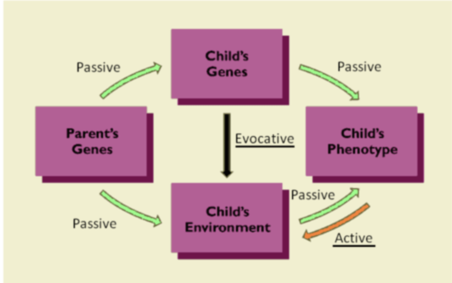 <p>Scarr and McCartney (1983)</p><p>... developed a theory of gene and environment interaction that has 3 types that points to a complex multi-layered relationship between nature and nurture</p><p>Passive interaction</p><p>Evocative interaction</p><p>Active interaction</p>
