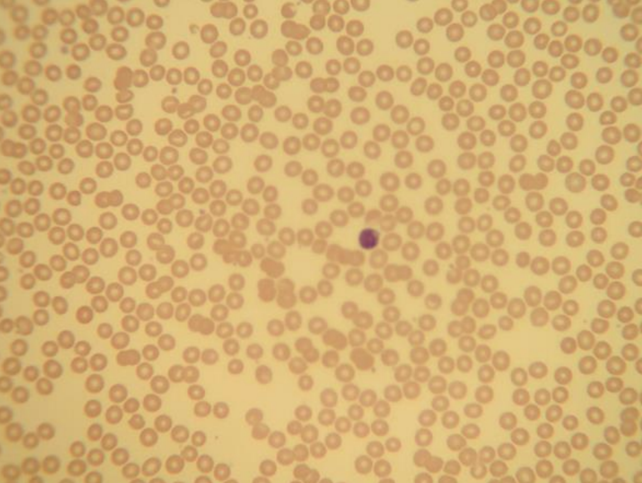 <p>what tissue is depicted in the image</p>