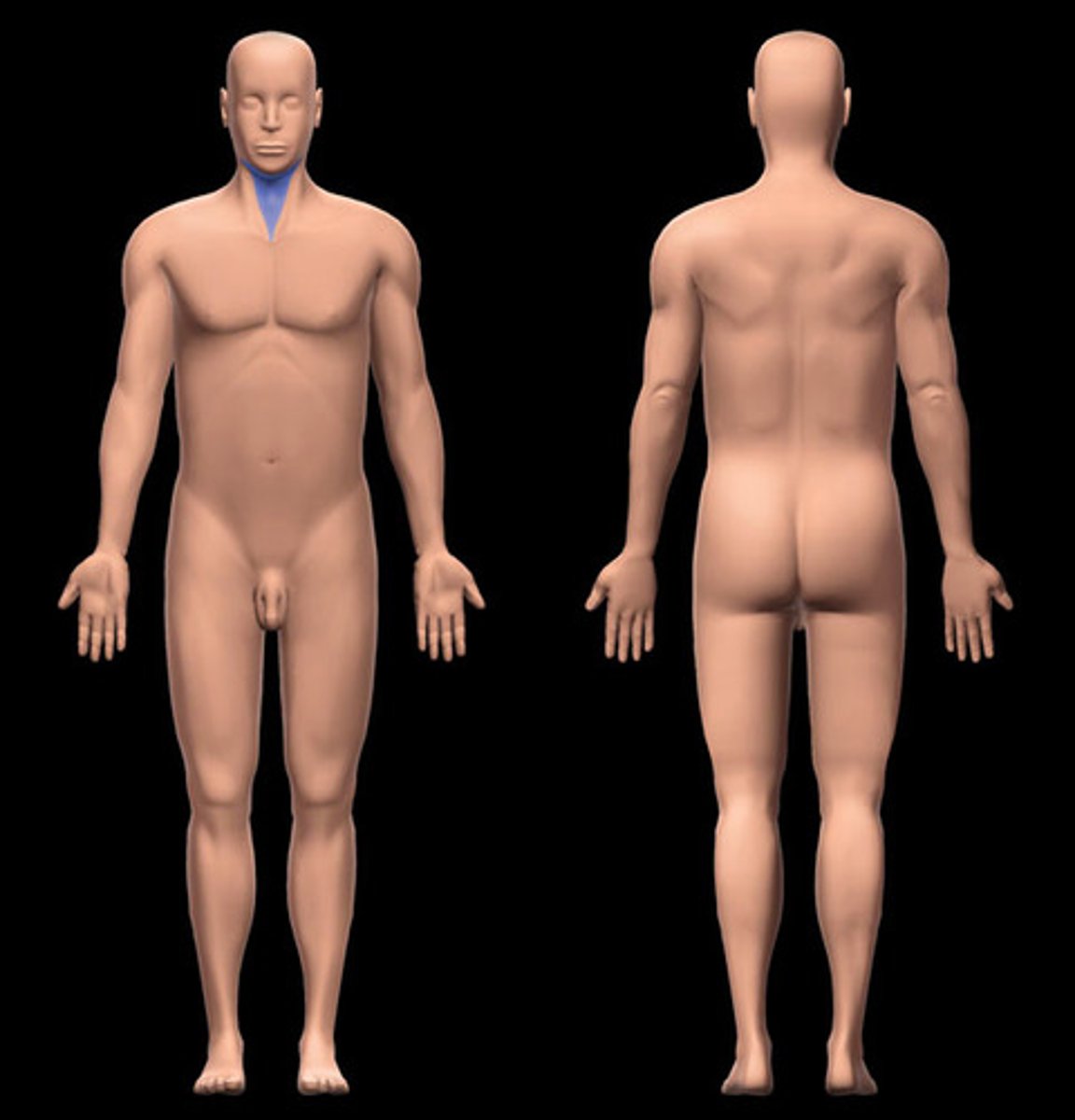 <p>-Location:</p><p>Neck</p><p>Anterior to sternocleidomastoid region</p><p>-Description:</p><p>Anterior subdivision of neck</p><p>Anterior boundary: midline of neck</p><p>Posterior boundary: anterior edge of sternocleidomastoid</p><p>Superior boundary: inferior edge of mandible</p><p>Apex: jugular notch</p><p>Roof: subcutaneous tissue (with platysma muscle) and investing layer of deep cervical fascia</p><p>Floor: pharynx, larynx, and thyroid gland</p>