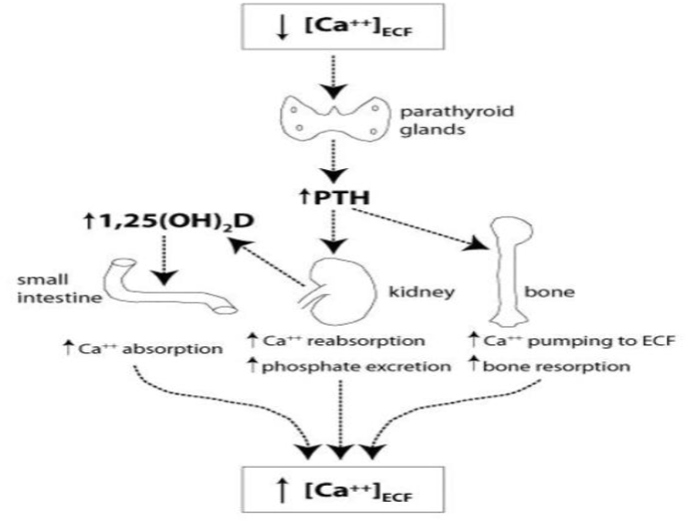 <p>stimulates small intestine to absorb dietary Ca<sup>2+ </sup>(& phosphate) indirectly thru activation of vit D. stimulates bone to inc bone resorption, releasing Ca<sup>2+</sup> (& phosphate) into blood. stimulates kidney to inc renal reabsorption of Ca<sup>2+</sup>, & dec renal reabsorption of phosphate, activate vit D</p>