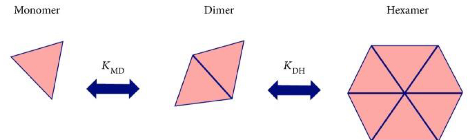 <ul><li><p>Insulin <span style="color: rgb(0, 91, 255);">Monomers and Dimers</span> are considered to be the <mark data-color="blue" style="background-color: blue; color: inherit;">active form </mark></p></li><li><p> <span style="color: red;">Hexamers</span> are the <mark data-color="red" style="background-color: red; color: inherit;">inactive forms</mark></p><ul><li><p>They are important as they keep insulin monomers (which are highly reactive) protected but <u>available</u></p></li><li><p>In order to get the monomers the hexamers just need to be broken down</p></li></ul></li></ul><p></p>