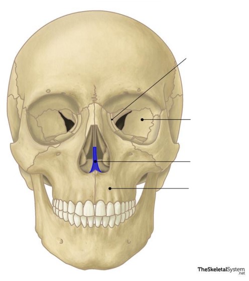 <p>This bone is the ________ bone.</p>