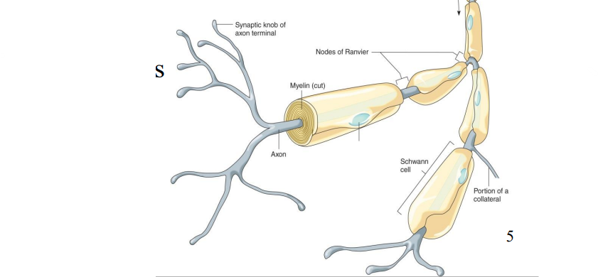 <p>Label the diagram</p>