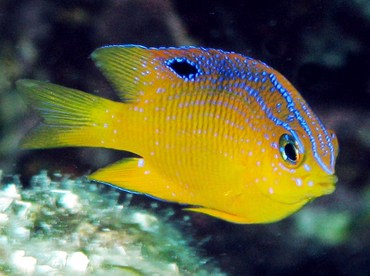 <p>Longfin Damselfish</p>