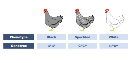 <p>co-dominance occurs when pairs of alleles are both expressed equally in the phenotype of a heterozygous individual. heterozygotes therefore have an altered phenotype as the alleles are having a joint effect </p>