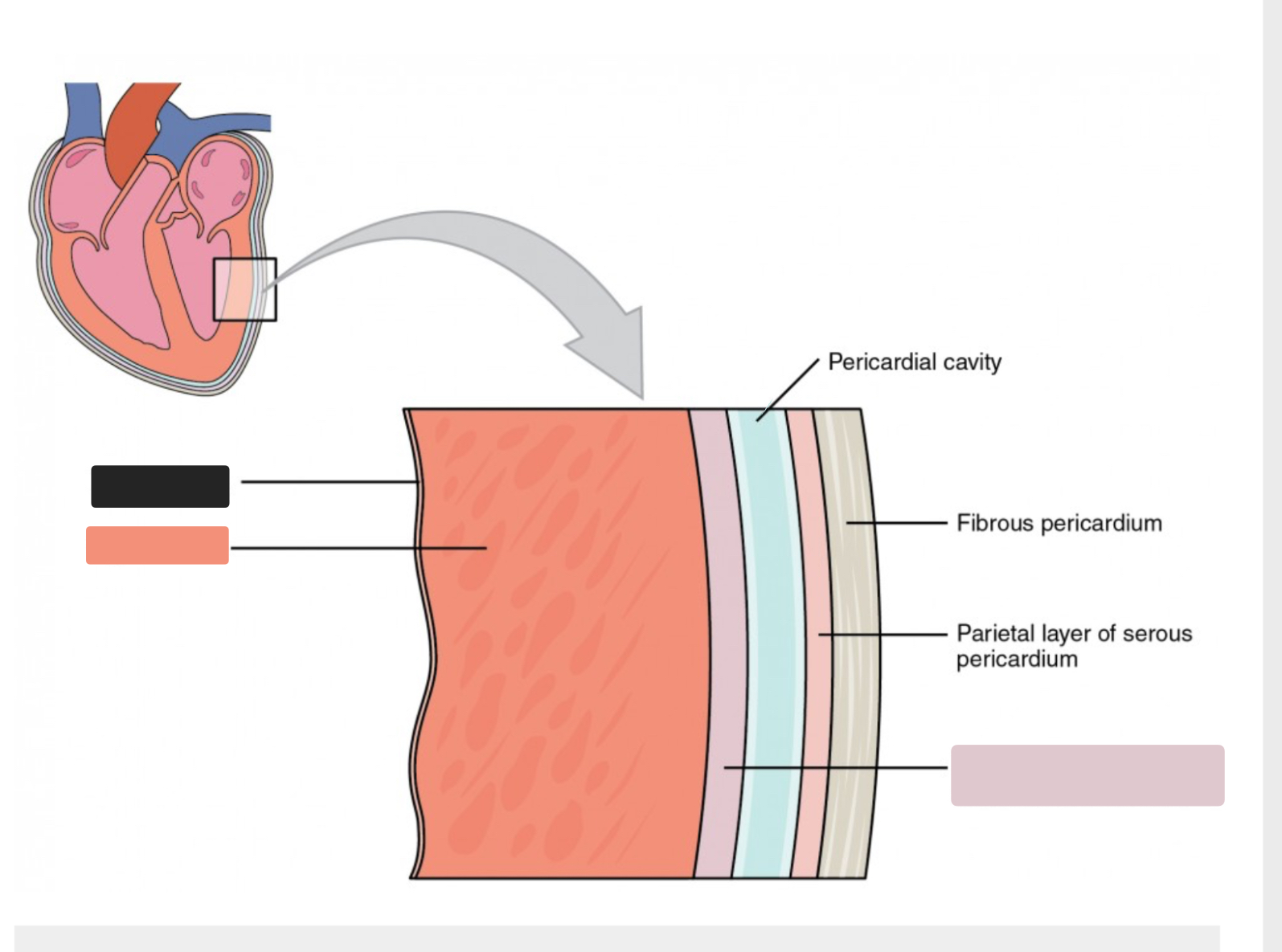 <p>What layer of the heart is the pink one </p>