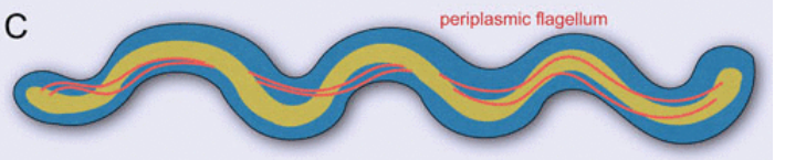 <p>Flagella wraps around cell (associated with spirochete)</p>