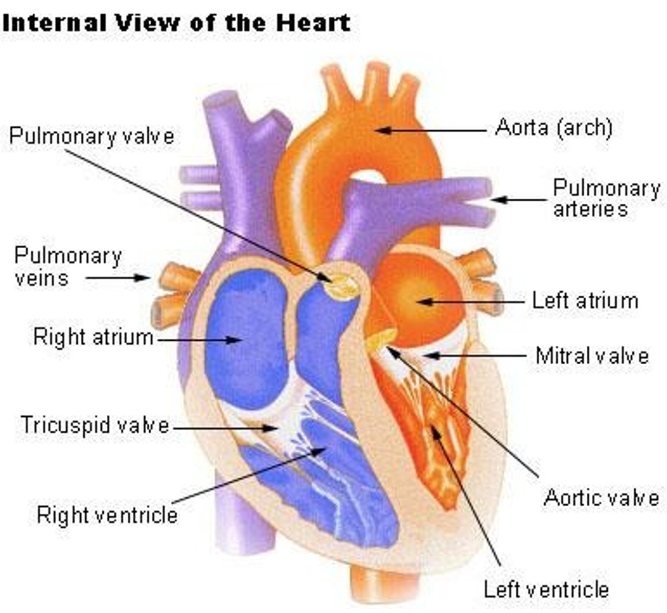<p>Muscle confined to the heart (myocardium) and controlled by the Autonomic Nervous System (ANS), involuntary.</p>