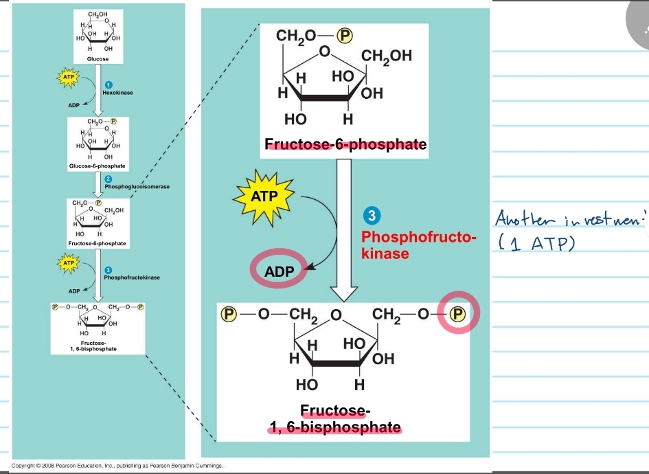 <p>glycolysis - step 3</p>