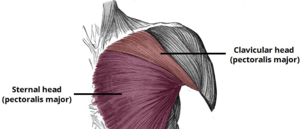 <p>Action: Shoulder ADDuction, flexion, internal rotation</p><p>Origin: Sternum, cartilage of true rubs</p><p>Insertion: Bicipital groove of humerus</p><p>Innervation: Medial pectoral nerve C8-T1</p>