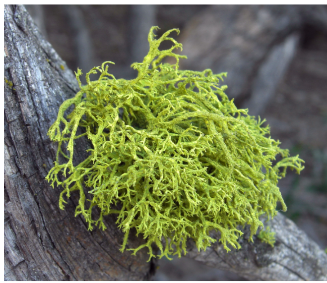 <p>The lichen above is a form called:</p><p>A. Crustose</p><p>B. Gametangiose</p><p>C. Foliose</p><p>D. Fruticose</p>