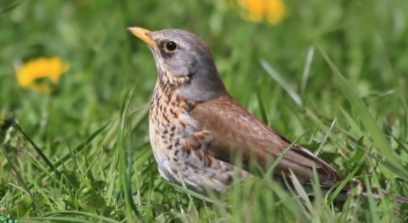 <p>zařaď živočicha do systému</p><p>Třída - řád - čeleď - druh čeština (latina)</p>