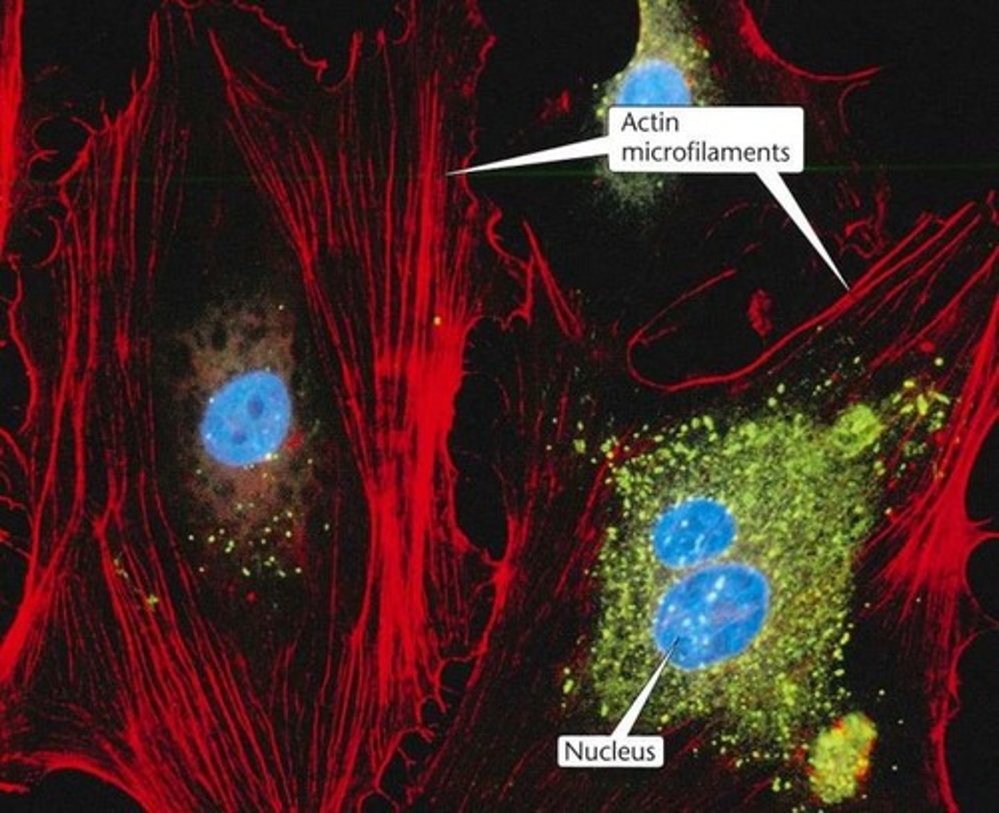 <p>actin</p><p>diameter = 5nm</p>