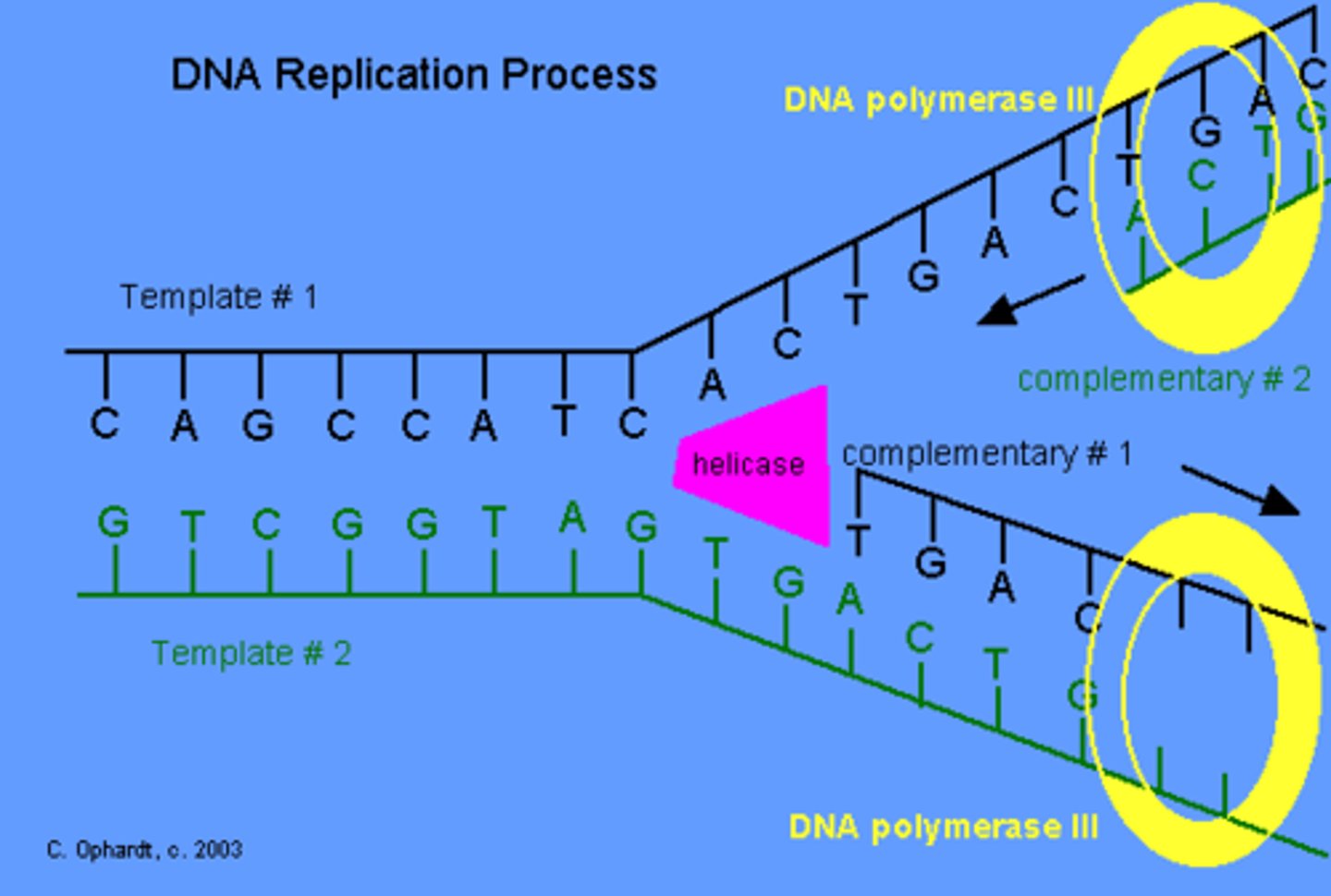<p>the new strand of DNA created during replication that matches the original strand of DNA by following the base-pair rule</p>