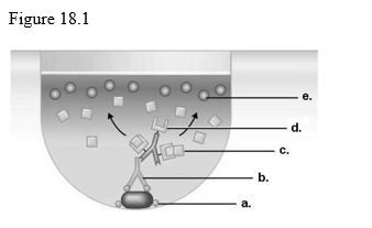 <p>29) Which component in Figure 18.1 came from the patient in this indirect ELISA test?</p><p>A) a</p><p>B) b</p><p>C) c</p><p>D) d</p><p>E) e</p><p></p>