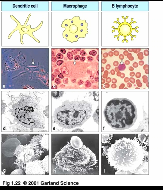 <ul><li><p>dendrit cells</p></li><li><p>macrophages </p></li><li><p>B cells </p></li></ul><p></p>