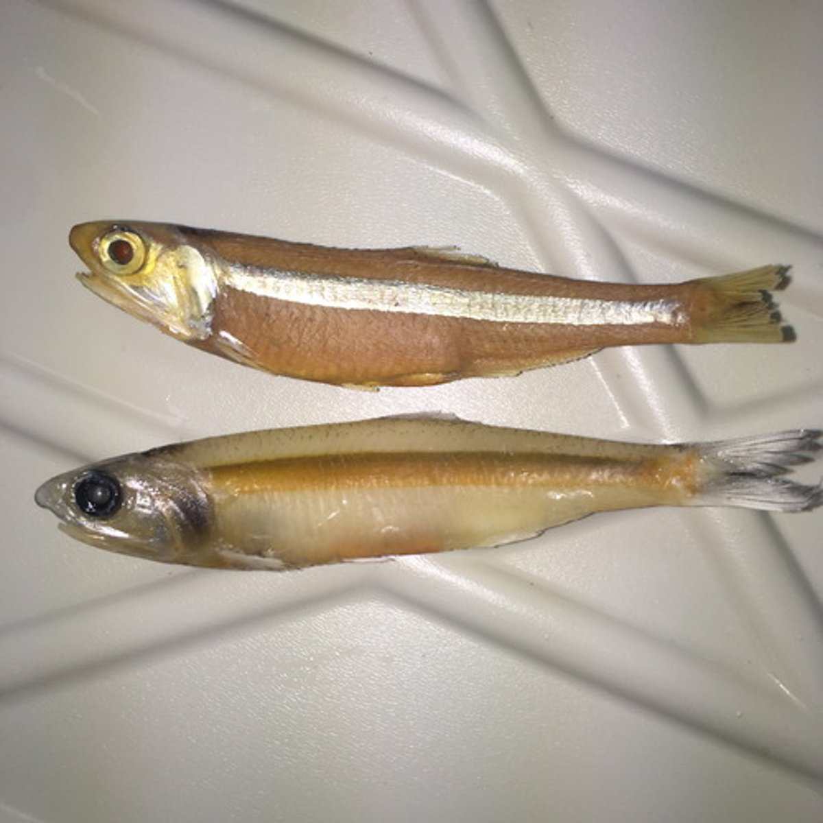 <p>anchovies</p>