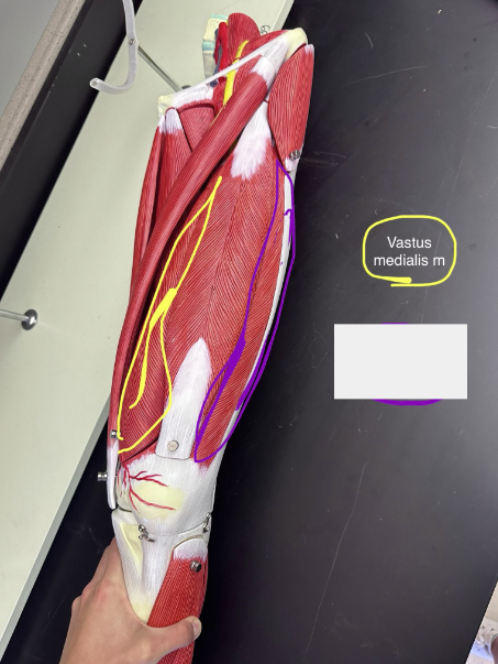 <p>Vastus medialis muscle</p>