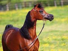 Light

Origin: Arabia/Middle East

oldest horse breed

used to “improve” the modern horse

short back with long hindquarters and high endurance