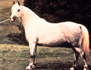 <p>Welsh</p>