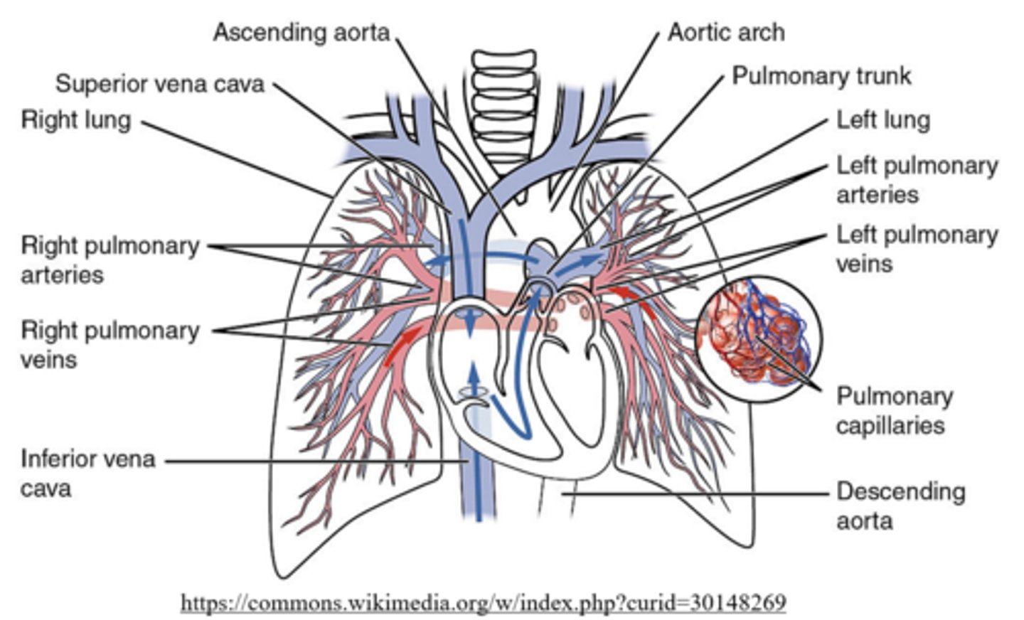 <p>vena cava --&gt; right atrium --&gt; tricuspid valve --&gt; right ventricle --&gt; pulmonary semilunar valve --&gt; pulmonary arteries --&gt; lung --&gt; pulmonary veins --&gt; left atrium</p>