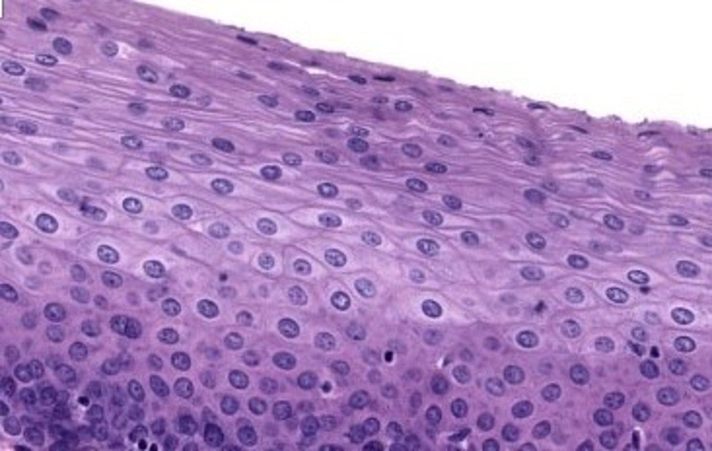 <p>The entire anterior surface (the part facing the tongue) and apical portion of the posterior surface (the part facing the larynx) of the epiglottis</p>