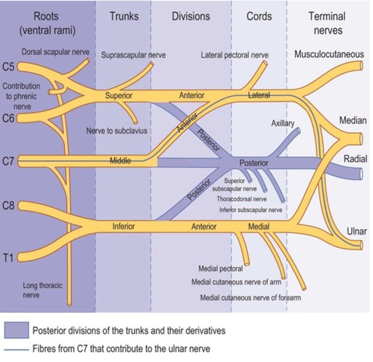 <p>Divisions of brachial plexus leading to nerves.</p>