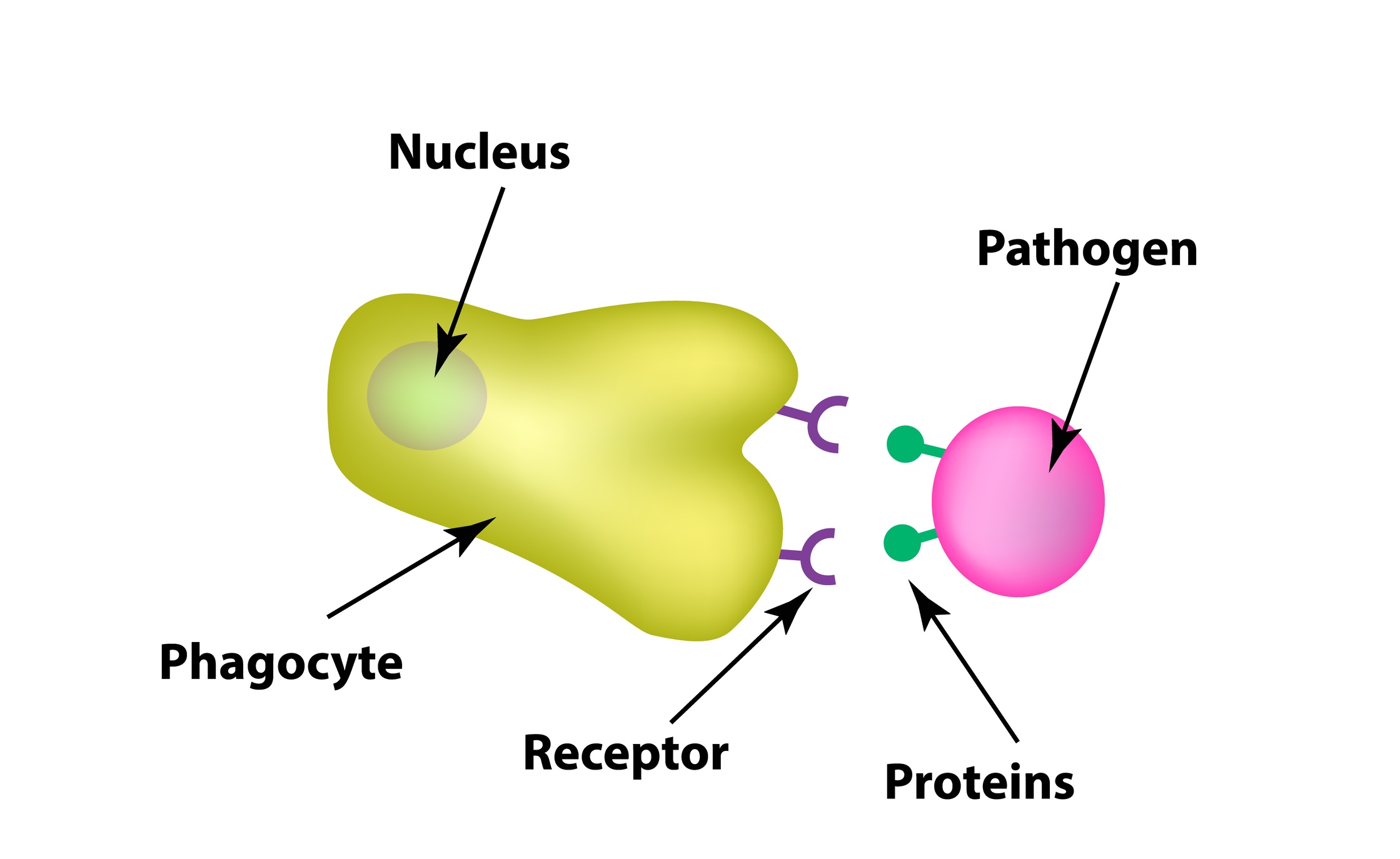 <p>Phagocytes are white blood cells that move to the site of infection through the blood. Their receptors detect non-self antigens on pathogens. They engulf the pathogen and digest it using the digestive enzymes in the lysosome. Then, they present the antigens on their surface.</p>