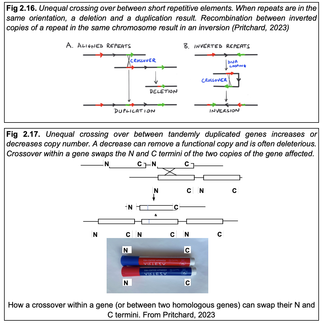 <ul><li><p>give rise to<strong> tandem gene families</strong></p><ul><li><p>perhaps initially between two copies of repetitive sequence</p></li><li><p>THEN</p></li><li><p>between copies of the duplicated genes</p></li></ul></li><li><p>Allows for→ frequent changes in <strong>copy number</strong> during evolution</p></li></ul><p></p>
