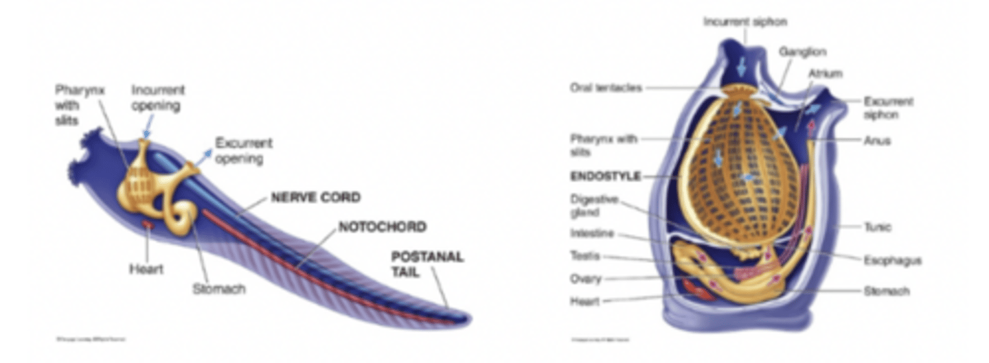 <p>- Sea squirts and relatives; also called tunicates.</p><p>Body Covering:</p><p>- Have a tough outer covering called a tunic. Which is made of a carbohydrate material. It has two opens called siphons: One brings water in, one lets water out.</p><p>Chordate Features in tunicates: Larva (all chordate features) and swims, Adults only gill slits and sessile, feeding- suspension feeders.</p>