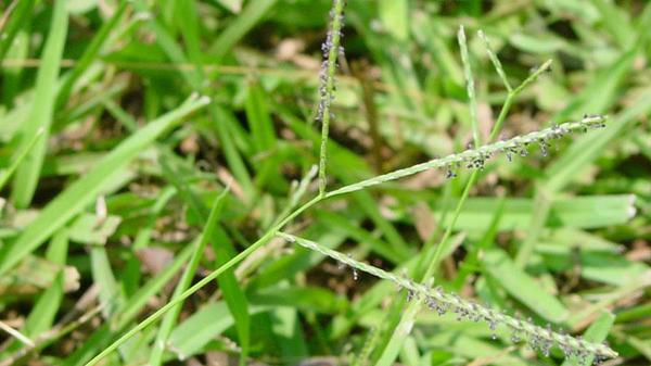 Common carpetgrass