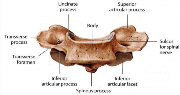<p>body </p><p>superior articular process </p><p>sulcus for spinal nerve </p><p>inferior articular facet</p><p>spinous process </p><p>inferior articular process </p><p>transverse foramen </p><p>transverse process</p><p>uncinate process</p>