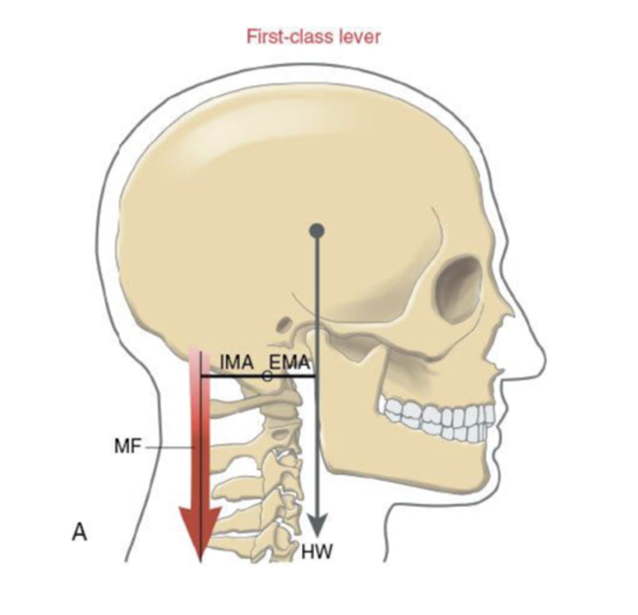 <p>The axis of rotation is between the muscle force and external load</p>
