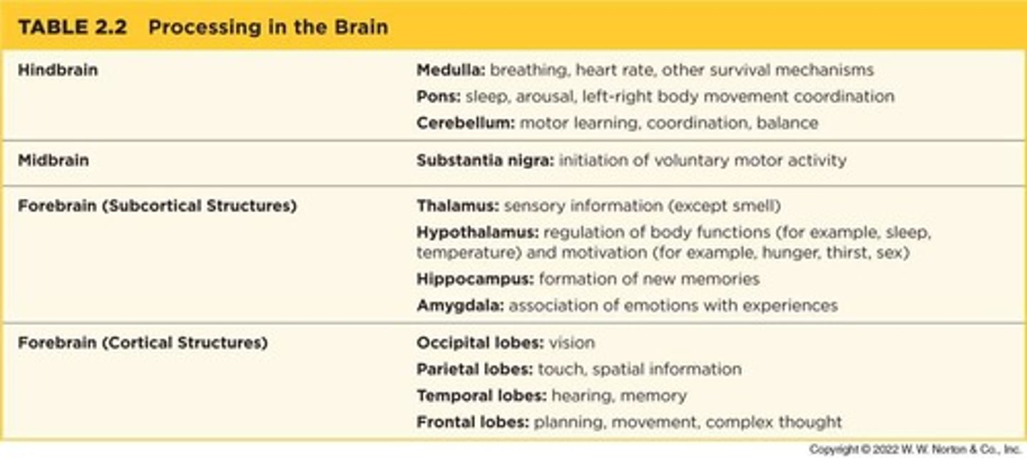 <p>Basic programs housed in the hindbrain and midbrain that are essential for survival.</p>