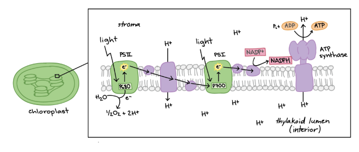 <p>Consists of photosystem ll and photosystem l, produces oxygen by splitting water and ATP through chemiosmosis, also produces NADPH</p>