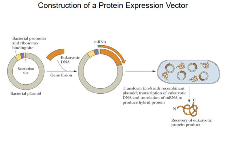 <p>Bacterial plasmid w/ human cDNA, mRNA created in cell, which creates protein.</p>