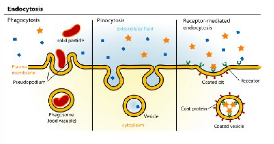 <p><strong><u>endocytosis</u></strong>= <strong>pinocytosis </strong>(fluid and solids) and <strong>phagocytosis </strong>(particle uptake). major route through clathrin-dependent processes </p>
