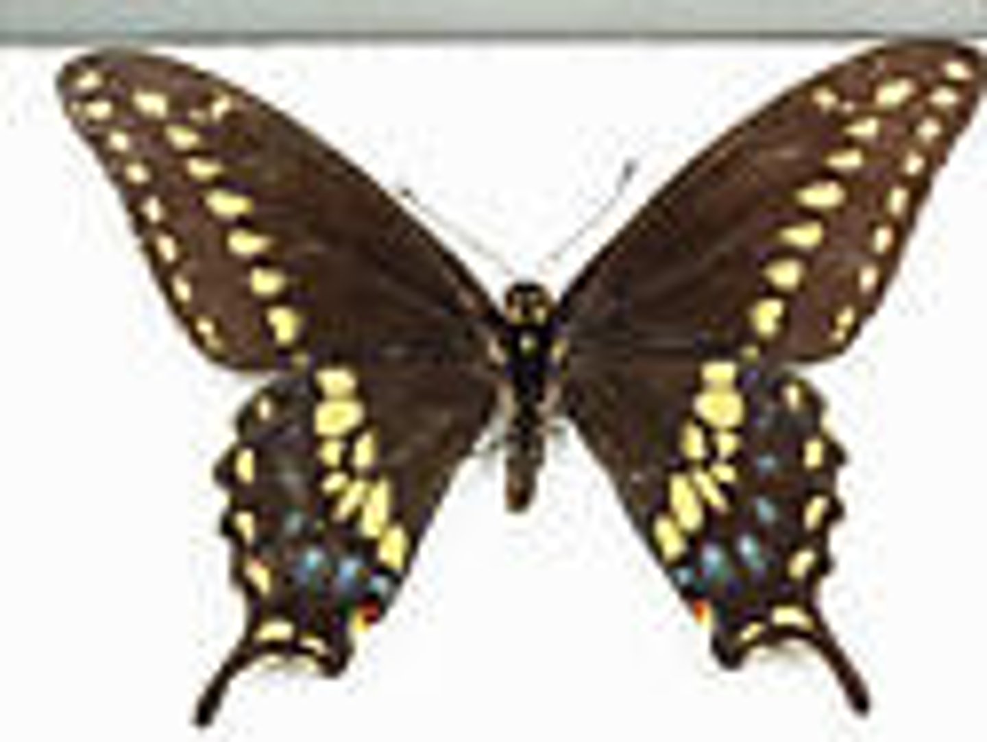 <p>most have extensions on the hindwings</p><p>varied colors and iridescence, yellow and black are most common</p><p>patterns resemble butterflies that have a bad taste</p><p>thorax can have spots that resemble snake heads</p>