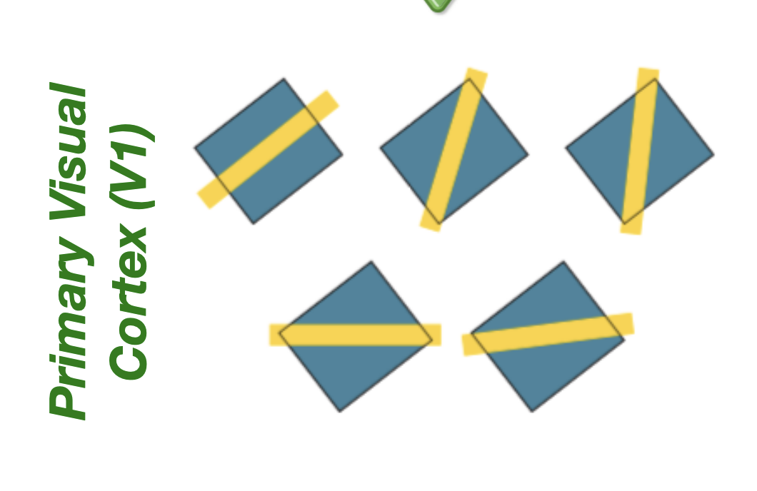 <p>bars of light with specific orientations coming from specific locations in the visual field (more complex “orientation selectivity”)</p>