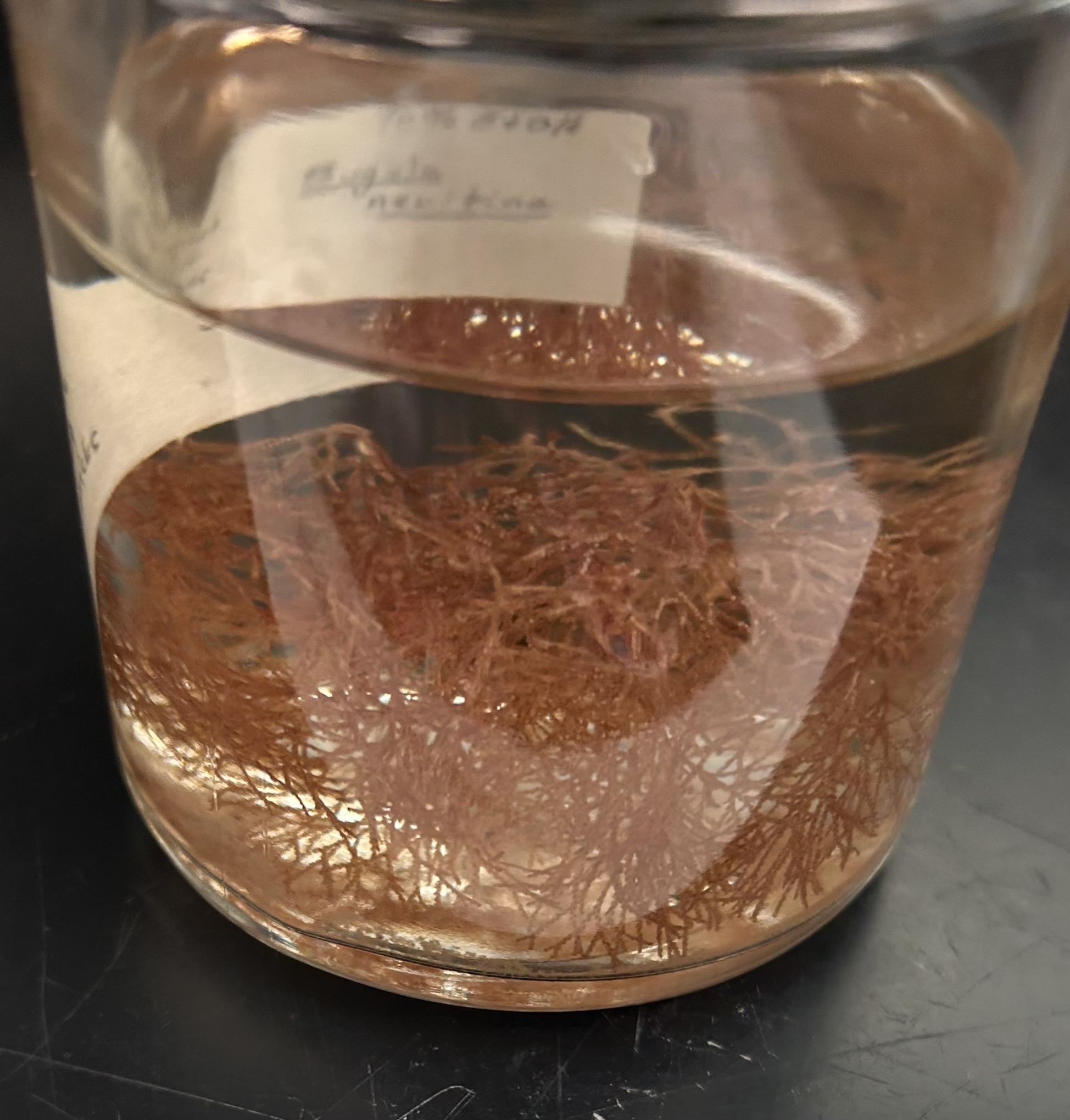 <p>Identify the organism and the Phylum it belongs to</p>