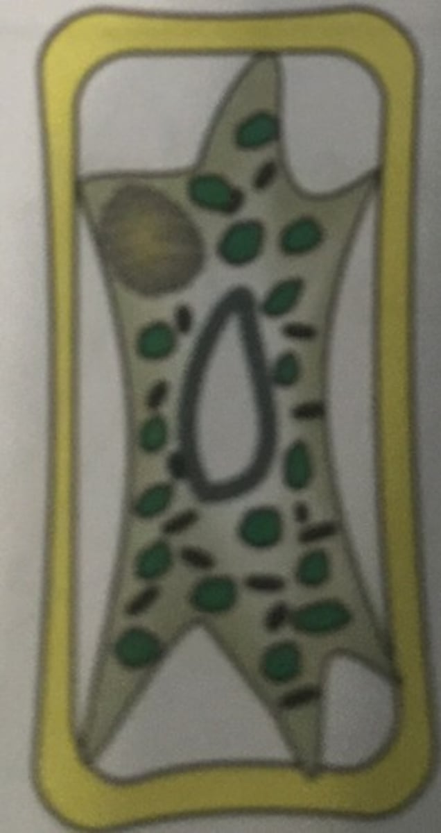 <p>the condition of a plant cell that has lost so much water that its cytoplasm shrinks and pulls the cell membrane away from the cell wall</p>