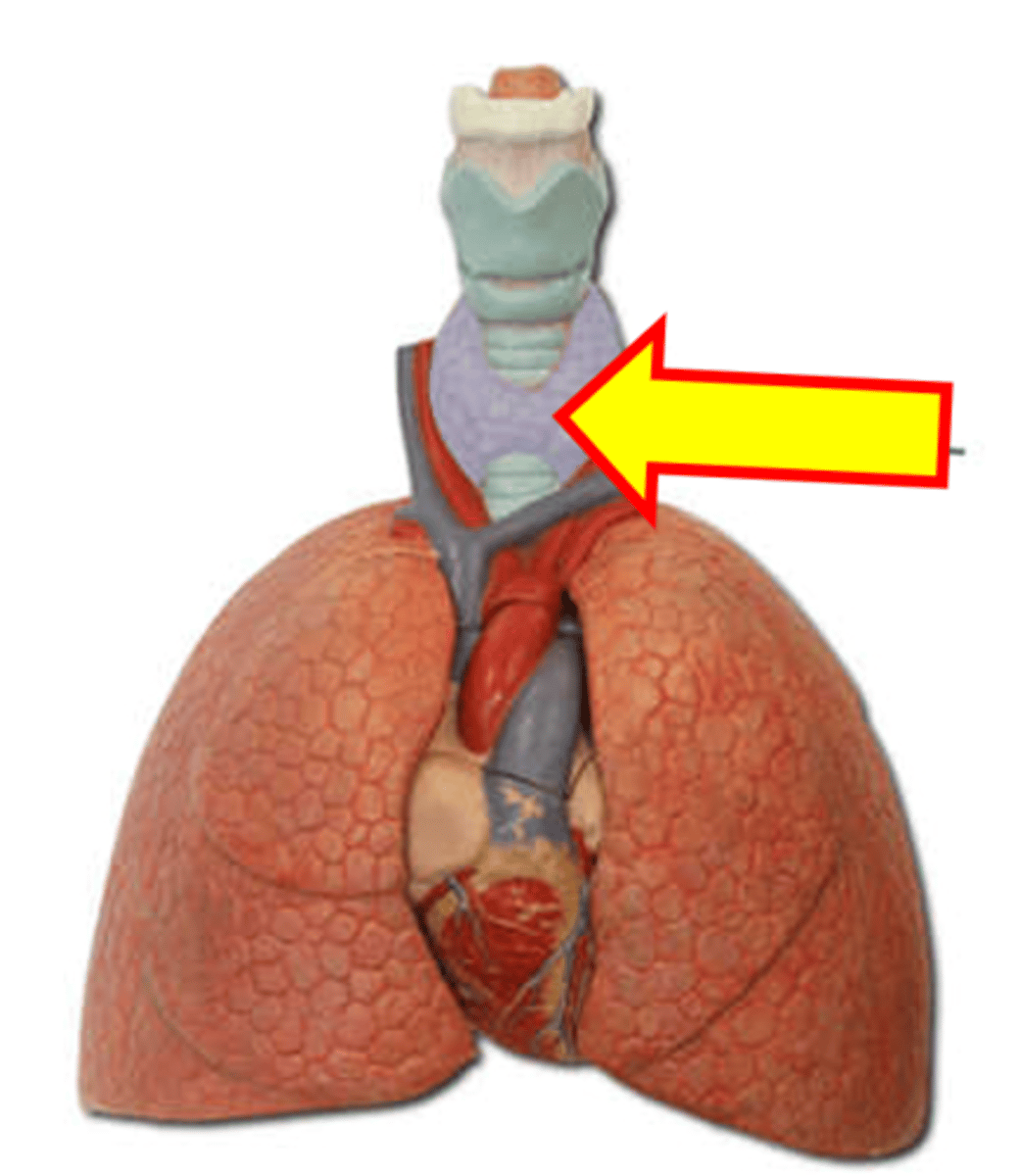 <p>Name the structure.</p>