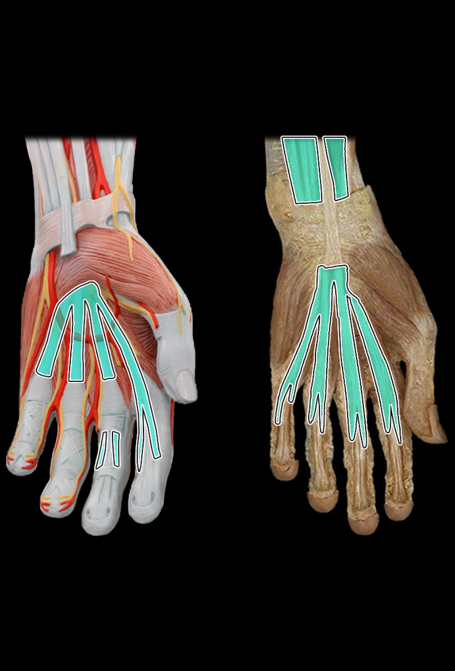 knowt flashcard image