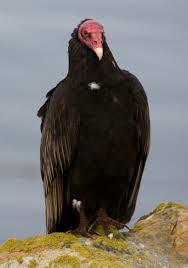 <p>NW vulture</p>